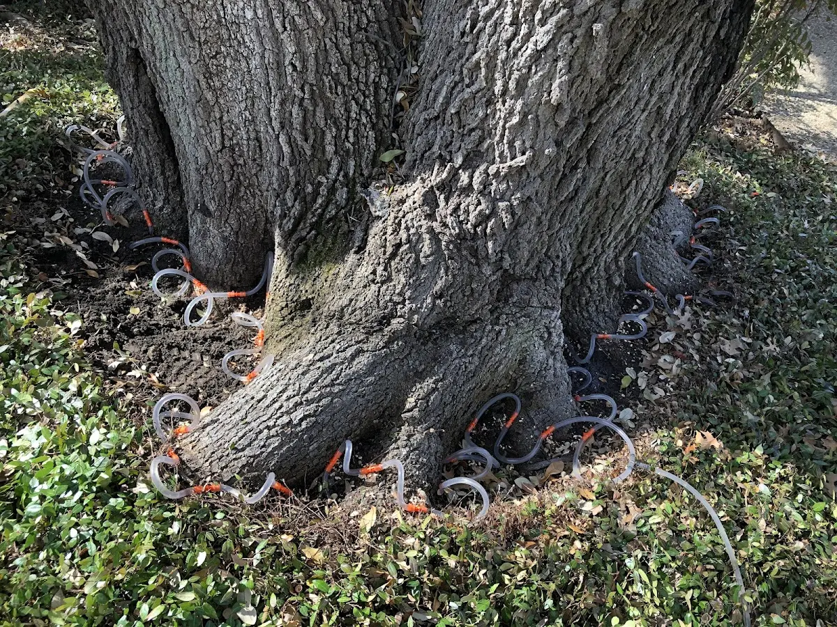 Detailed Tree Cabling and Bracing job site in Spearville