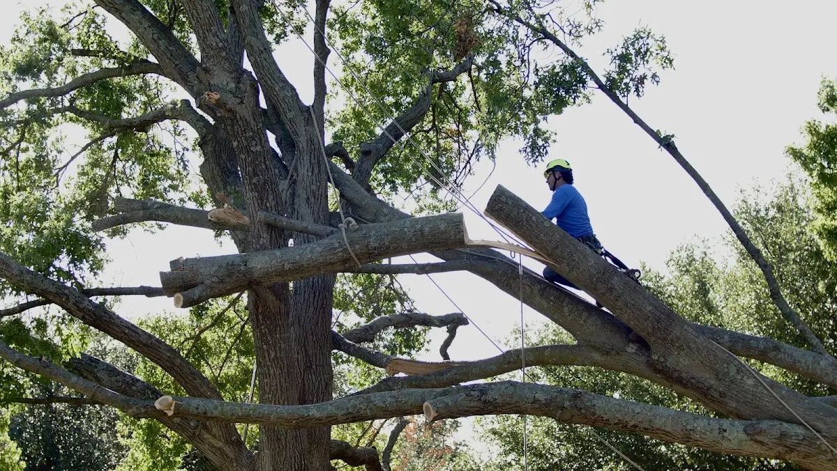 Professional Crown Thinning performed by certified arborists in Spearville