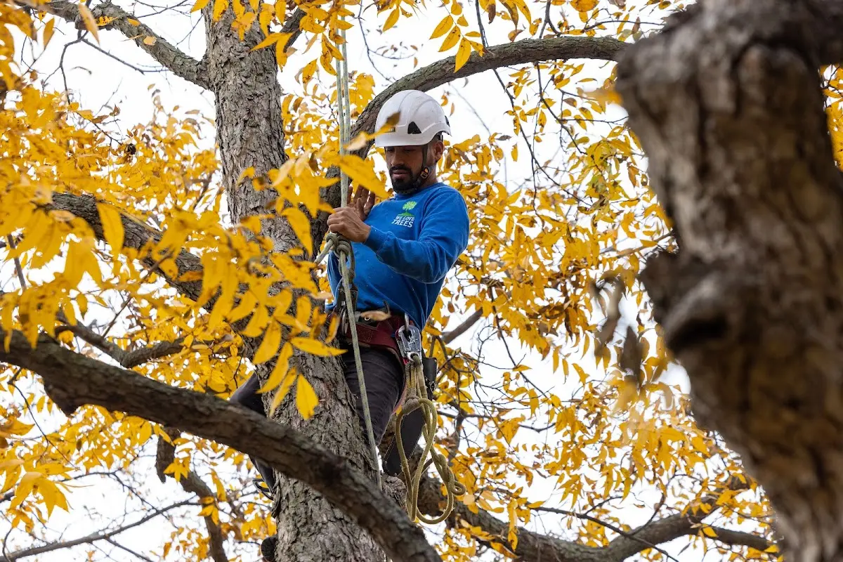 Skilled Tree Trimming crew working in Spearville
