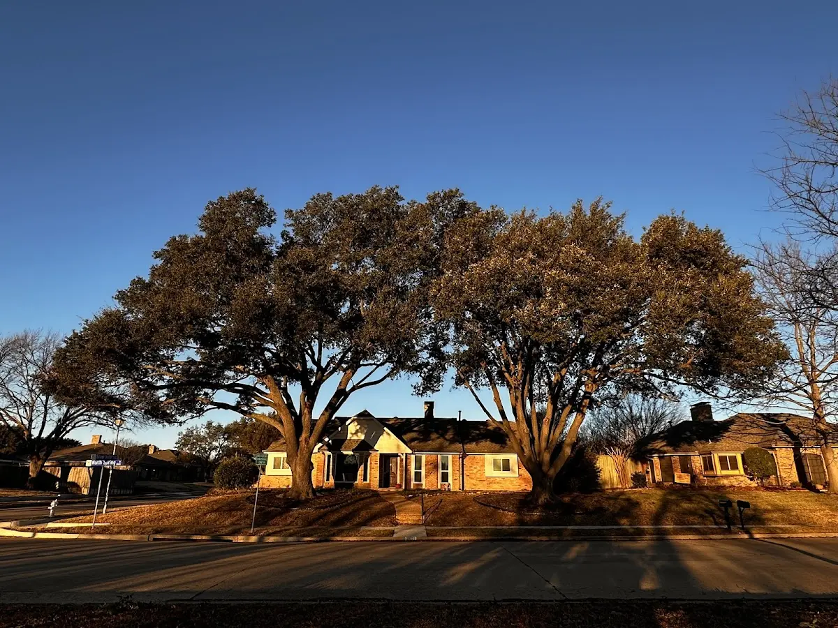 Established residential canopy tree shading a home in Spearville